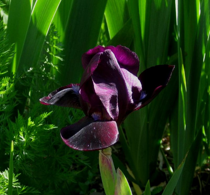 Description: D:\joeford's Documents\My Web Sites\jf.com\index_files\image001.jpg